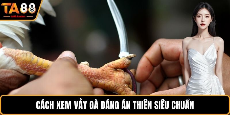 Cách xem vảy gà dáng án thiên siêu chuẩn
