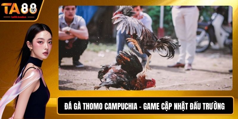 Đá Gà Thomo Campuchia
