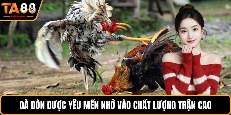 Gà đòn được yêu mến nhờ vào chất lượng trận cao