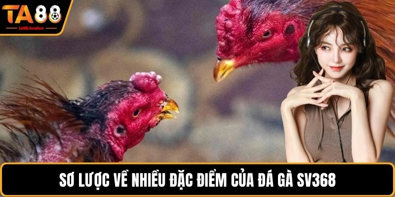 Sơ lược về nhiều đặc điểm của đá gà SV368